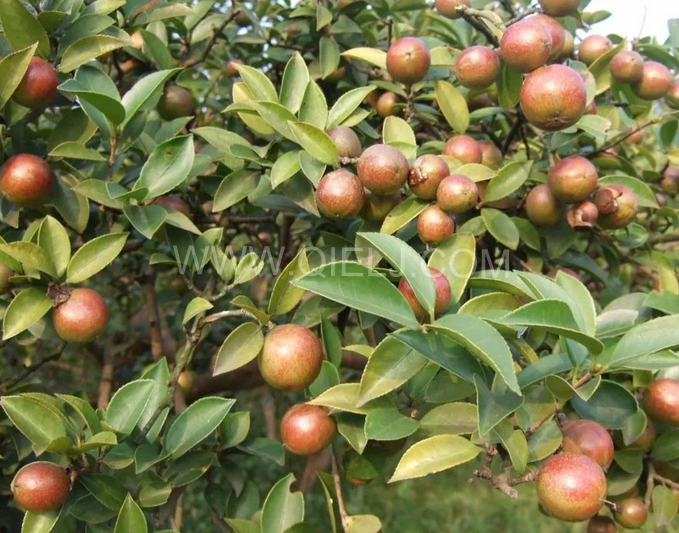 茶籽油壓榨設備認準企鵝機械，性能穩定操作便利(圖1)